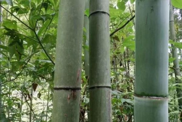 竹子