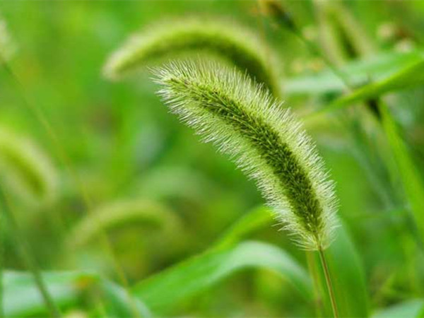 狗尾巴草