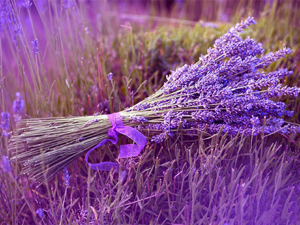 薰衣草