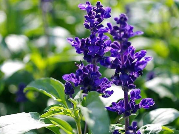 鼠尾草種植至開花需要多久