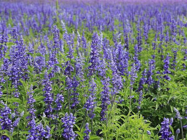 鼠尾草種植至開花需要多久