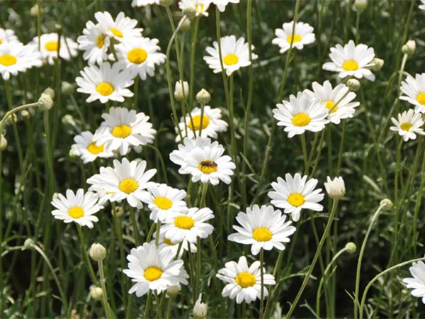常綠開花多年生除草菊 常綠開花多年生除草菊