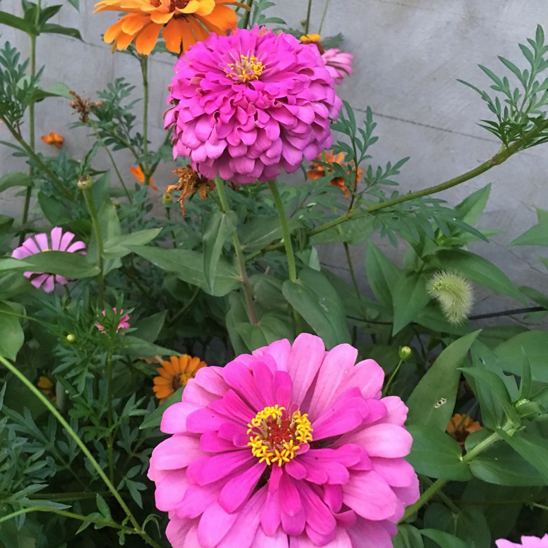 百日草發芽后多久開花