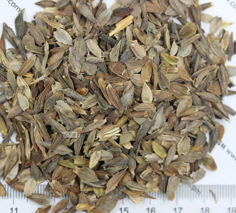 百日草發芽后多久開花