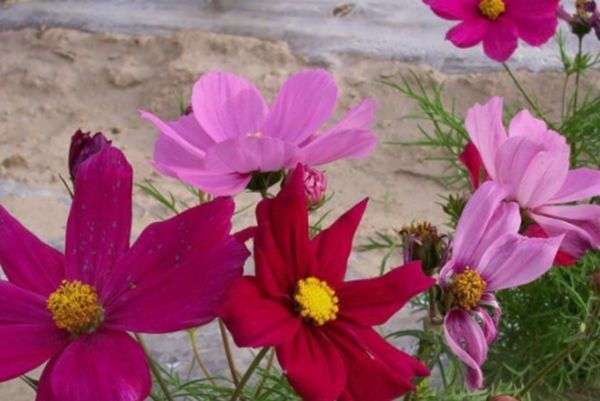 格?；?/></p><p style=