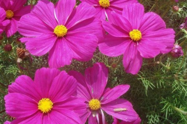 格?；?/></p><p style=