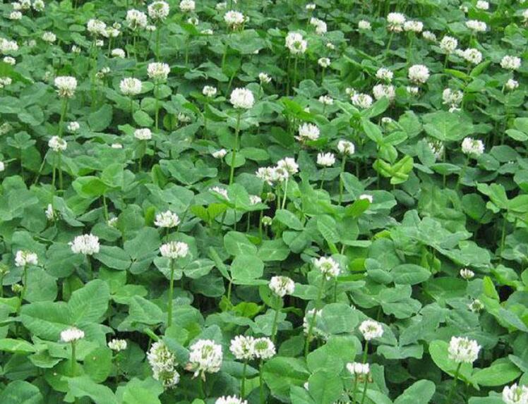 1638110306313633.jpg 白三葉33333333333333.jpg