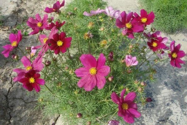 格?；?/></p><p style=