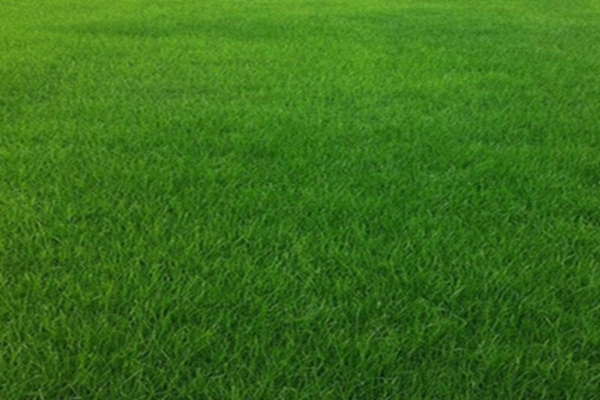 黑麥草1 [原始大小].jpg