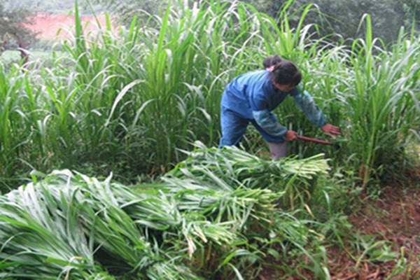 皇竹草1 [原始大小].jpg