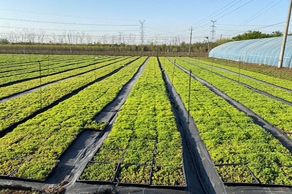 佛甲草10 [原始大小].jpg