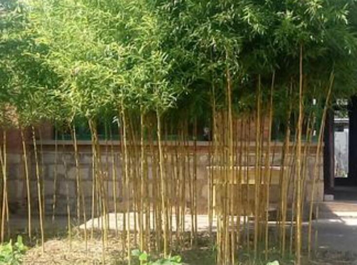 1640275168963212.jpg 1640275168963212.jpg