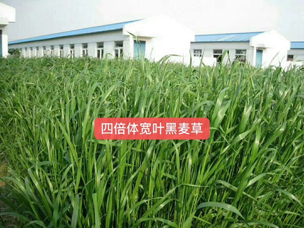 多倍體黑麥草種子