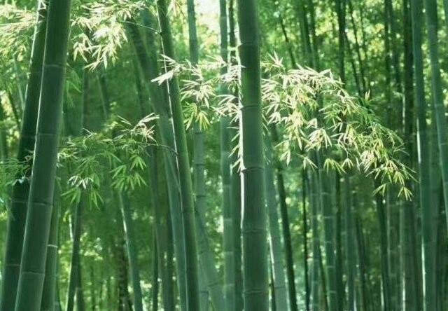 1640662436626421.jpg 1640662436626421.jpg