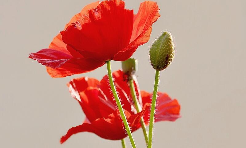 1644225285316324.jpg 1644225285316324.jpg