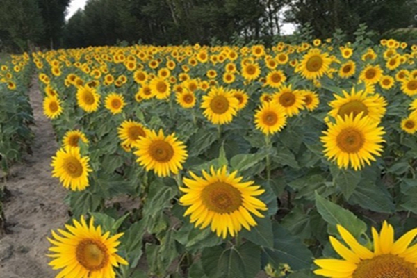 迷你向日葵4 [原始大小].jpg