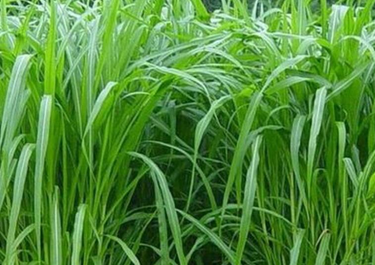 1650598223460225.jpg 1650598223460225.jpg