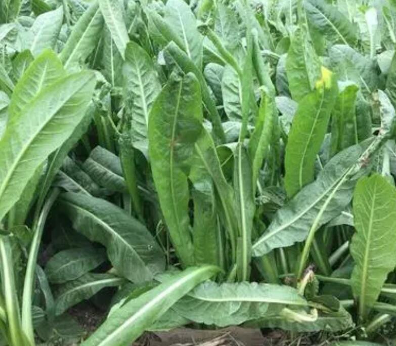 1654252968272341.jpg 1654252968272341.jpg