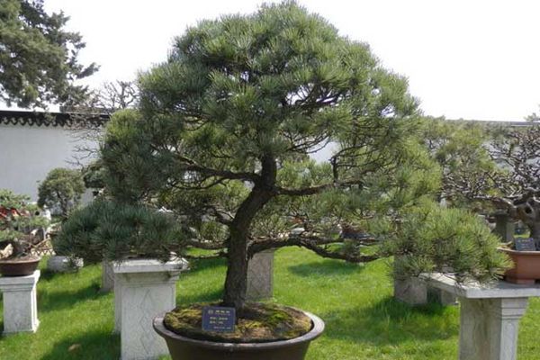 日本那須五針松