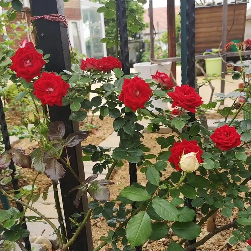 藤本小女孩月季