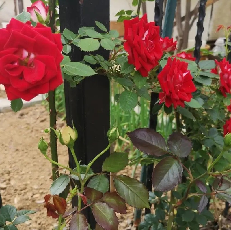 藤本小女孩月季