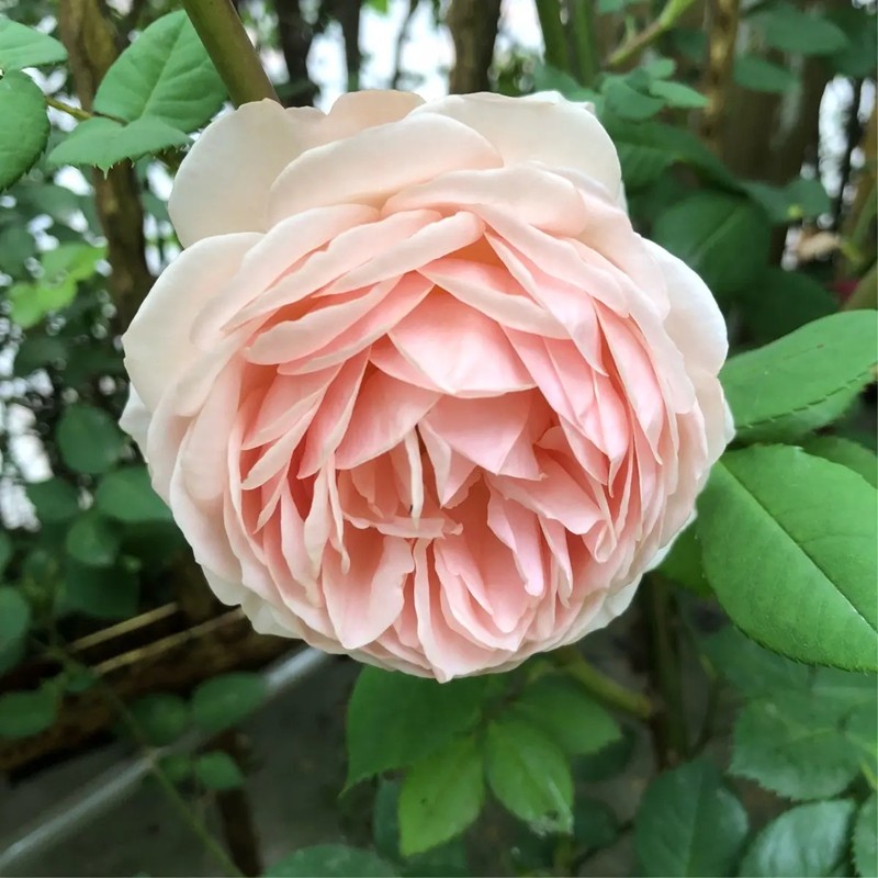 威廉莫里斯月季